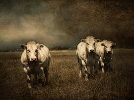 3 cows by Marijke de Haze