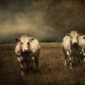 3 Kühe von Marijke de Haze