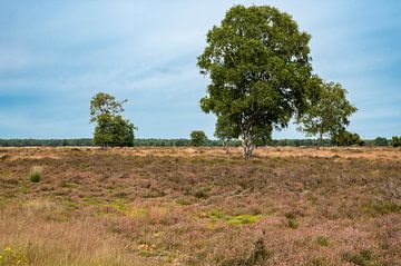 Dry heather with trees in the background on a hot summer day in by Werner Lerooy