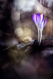 Toujours des fleurs sur Bob Daalder