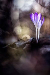 Immer Blumen