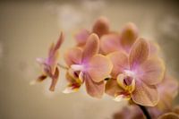 Orchidée brumeuse