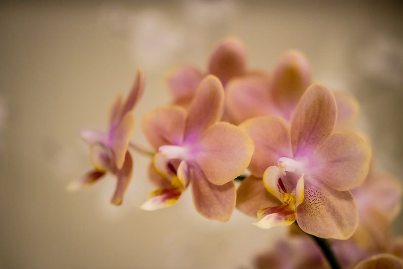 Hazy Orchid by Annick Woldring