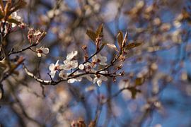 Zoete kers by Wendy Kops