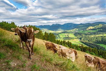 Süße Kuh Herde am Kapf bei Oberstaufen mit Blick auf den Hochgrat, steibis von Leo Schindzielorz
