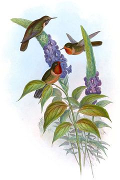 Mars, John Gould van Hummingbirds