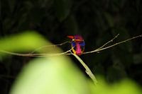 Wildlife in tropisch regenwoud
