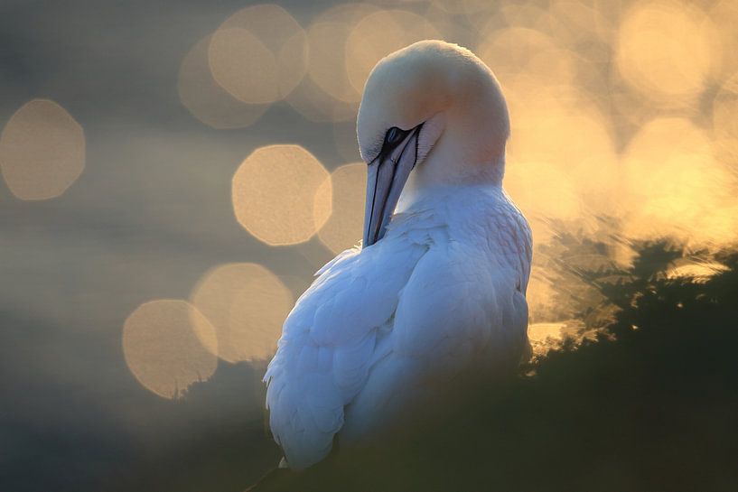 Gannets Helgoland Island Germany by Frank Fichtmüller