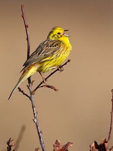 Bruant jaune sur Mark van der Walle