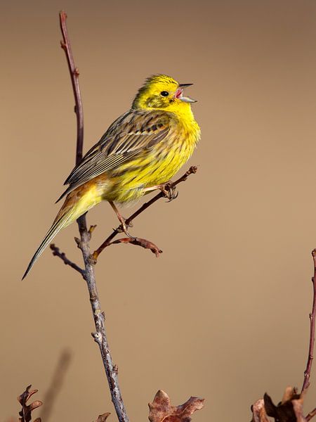 Yellowhammer by Mark van der Walle