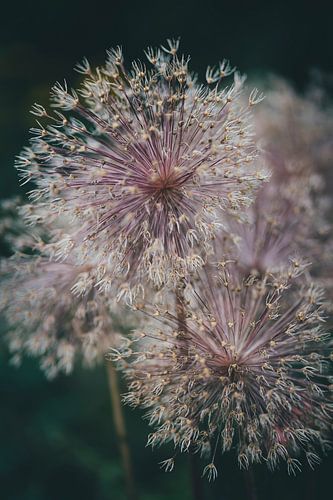 Prachtige bloei in de zomer