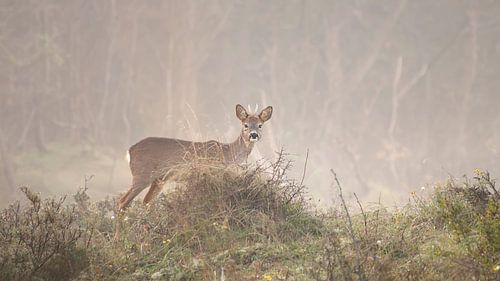 Un petit chevreuil dans le brouillard