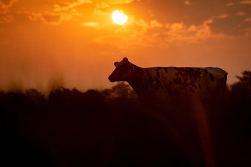 Kuh mit Sonnenaufgang