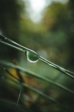 Drop on a pine needle by Jan Eltink