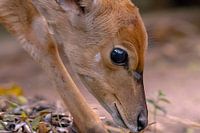 Impala