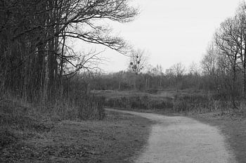Waldgebiet in den Dünen im Herbst (schwarz-weiß)