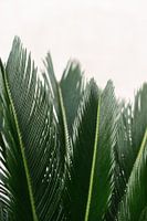 Groene tropische palm bladeren | Spanje | Botanische foto