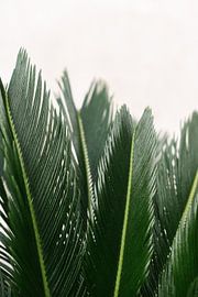 Green tropical palm leaves | Spain | Botanical photo by Mirjam Broekhof