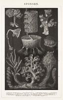 Vintage engraving with Sponges