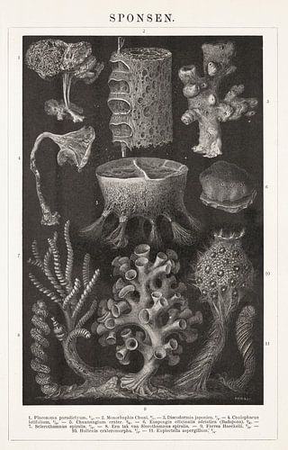 Vintage-Gravur mit Schwämmen