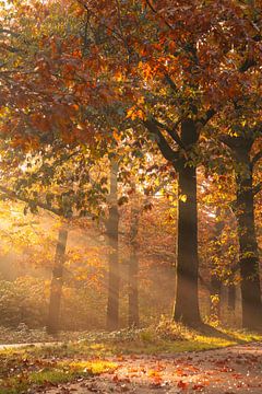 Volop herfstkleuren van Marloes ten Brinke