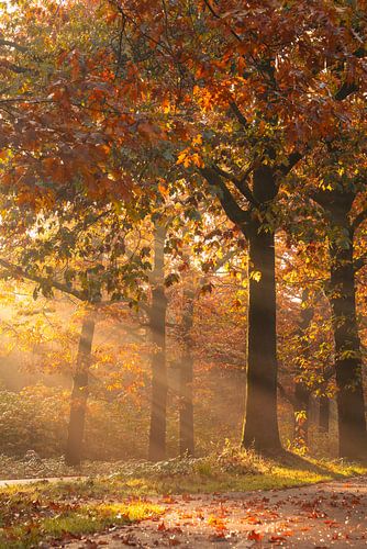 Volop herfstkleuren