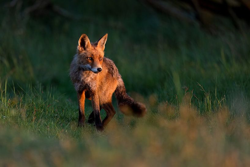 Fuchs im schönen Abendlicht von Andius Teijgeler