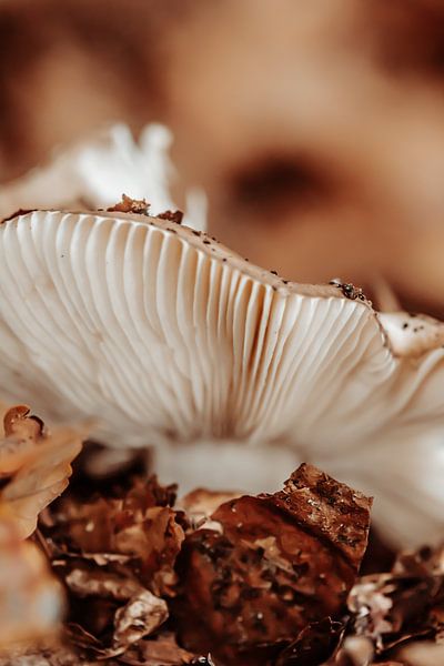 big mushroom by studio photoflash