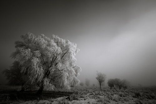 Winter Darkness - Lauwersmeer, The Netherlands