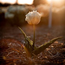 Einsame Tulpe von Sharon de Groot