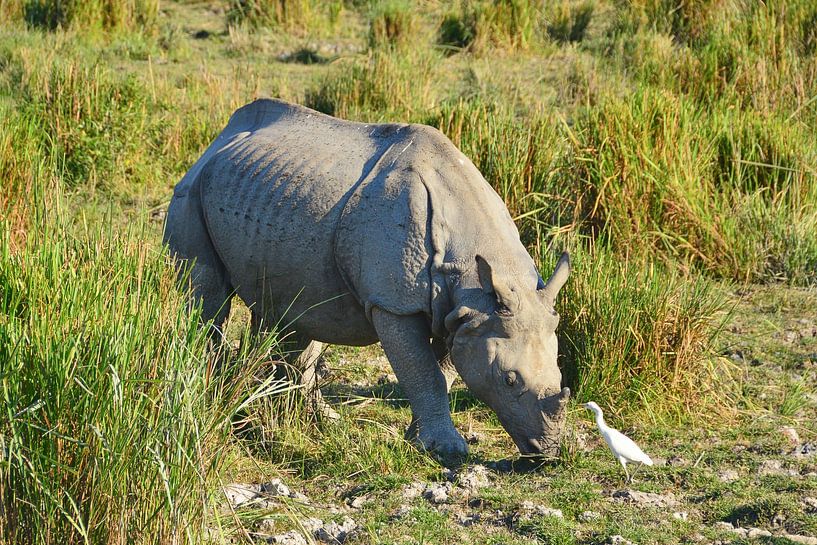 The Kaziranga Giant by Frank Photos
