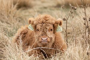 Schottisches Hochlandkalb, Rindfleisch, Kühe von M. B. fotografie