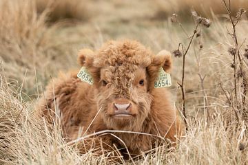 Schotse hooglander kalf, rund, cows van M. B. fotografie
