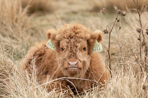 Schotse hooglander kalf, rund, cows