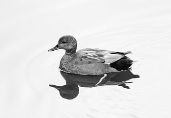 Krakeend gefotografeerd in high-key (Z/W)