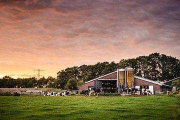 Boerderij met koeien tijdens zonsondergang