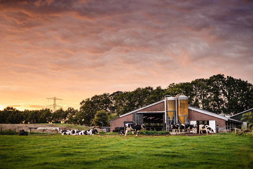 Boerderij met koeien tijdens zonsondergang van Bjorn Snelders