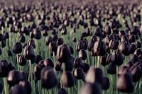 queens of the night - tulpenveld