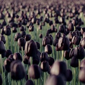 queens of the night - tulpenveld by Sagolik Photography