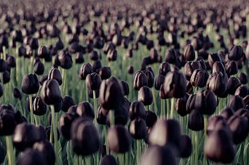 queens of the night - tulpenveld van Sagolik Photography