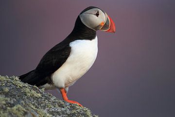 Atlantische papegaaiduiker of gewone papegaaiduiker, Fratercula arctica, Noorwegen van Frank Fichtmüller