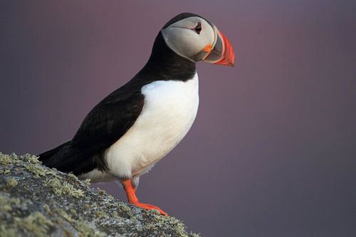 Atlantische papegaaiduiker of gewone papegaaiduiker, Fratercula arctica, Noorwegen