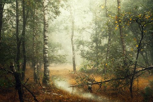 Birch Trees in the Fall II