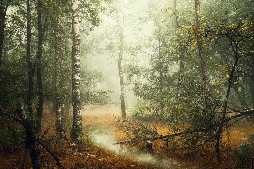 Birkenbäume im Herbst II von Kees van Dongen