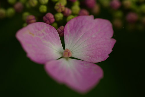 Roze bloem