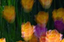 FLOWER DREAMS 24 by Miroslav Ptacek