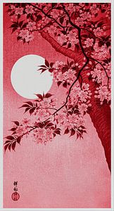 Blühende Kirschblüten im Mondlicht in Rot (Ohara Koson)