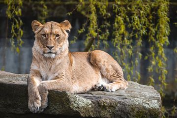 A lion at the Allwetter Zoo in Münster by Steffen Peters