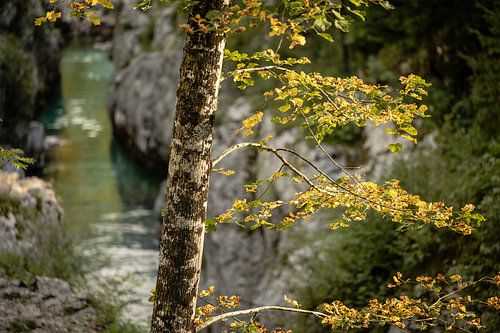 Ravin boisé le long de la rivière Soča avec un pont, une chute d'eau et des chemins vers l'eau.