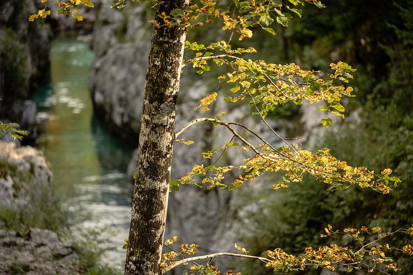Bewaldete Schlucht entlang des Flusses Soča mit einer Brücke, einem Wasserfall und Wegen zum Wasser. von Eric van Nieuwland